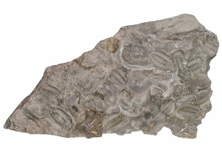 Ordovician Trilobite Mortality Plate (Pos/Neg) - Morocco #194177